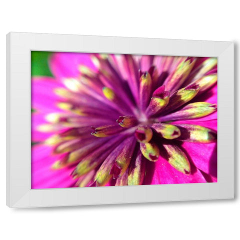 Pink Cluster III White Modern Wood Framed Art Print by Grayscale