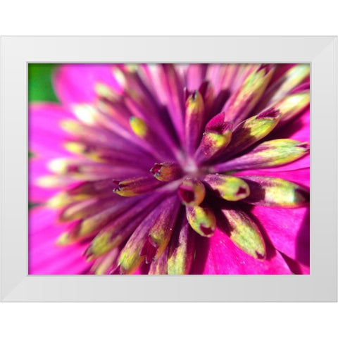 Pink Cluster III White Modern Wood Framed Art Print by Grayscale