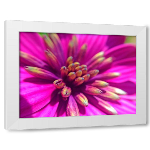 Pink Cluster IV White Modern Wood Framed Art Print by Grayscale