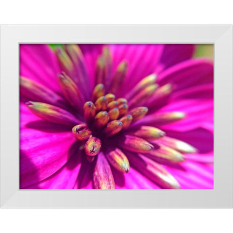 Pink Cluster IV White Modern Wood Framed Art Print by Grayscale