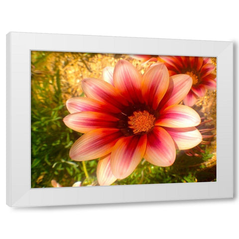Candy Striped Bloom III White Modern Wood Framed Art Print by Grayscale