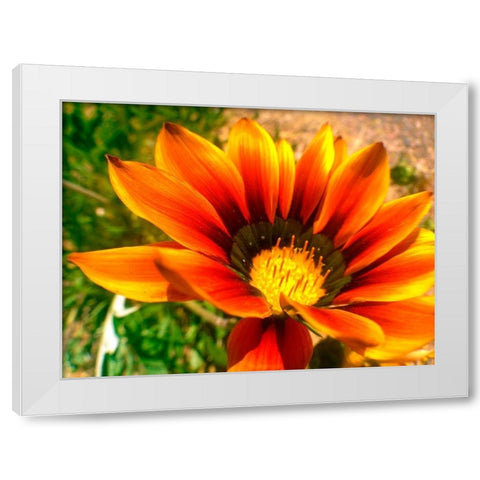 Candy Striped Bloom IV White Modern Wood Framed Art Print by Grayscale