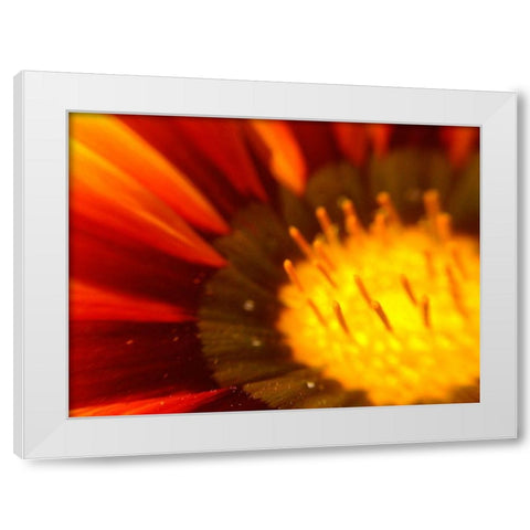 Candy Striped Bloom V White Modern Wood Framed Art Print by Grayscale