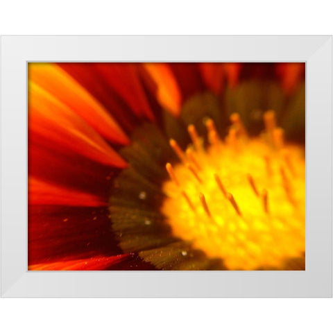 Candy Striped Bloom V White Modern Wood Framed Art Print by Grayscale