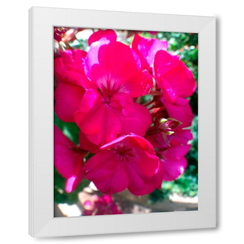 Red Begonias I White Modern Wood Framed Art Print by Grayscale