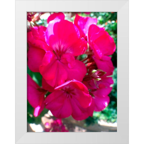 Red Begonias I White Modern Wood Framed Art Print by Grayscale