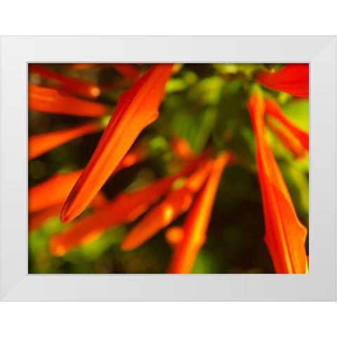 Orange Spikes I White Modern Wood Framed Art Print by Grayscale