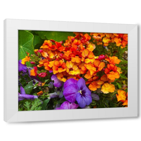 Orange and Purple Blooms I White Modern Wood Framed Art Print by Grayscale