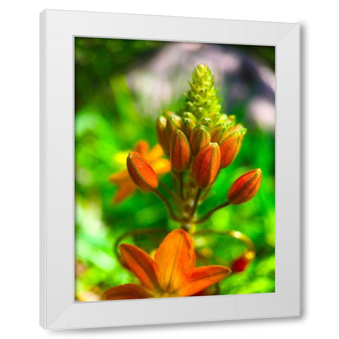 Orange Blooms II White Modern Wood Framed Art Print by Grayscale