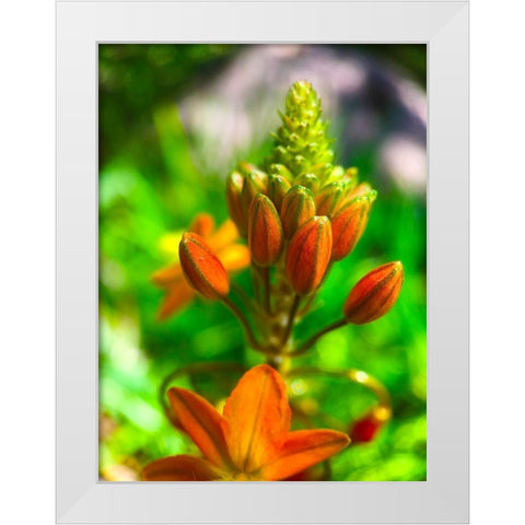 Orange Blooms II White Modern Wood Framed Art Print by Grayscale