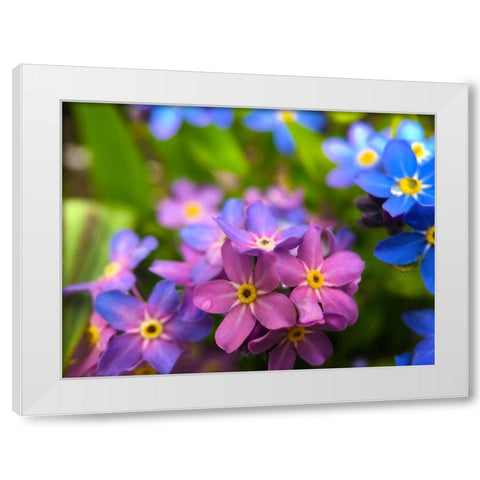 Blue and Purple Blooms I White Modern Wood Framed Art Print by Grayscale