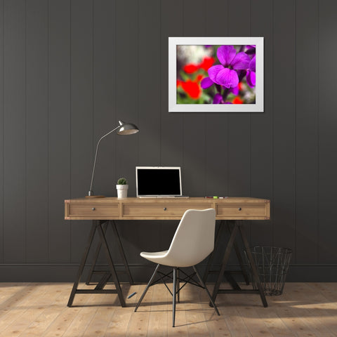 Red and Purple Blooms I White Modern Wood Framed Art Print by Grayscale