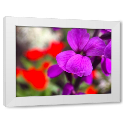 Red and Purple Blooms I White Modern Wood Framed Art Print by Grayscale