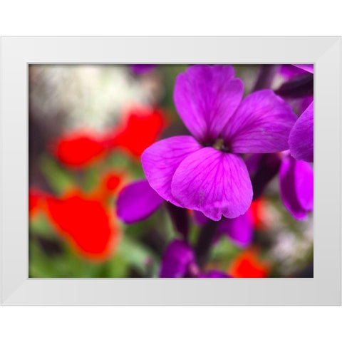 Red and Purple Blooms I White Modern Wood Framed Art Print by Grayscale
