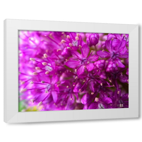 Purple Cluster III White Modern Wood Framed Art Print by Grayscale