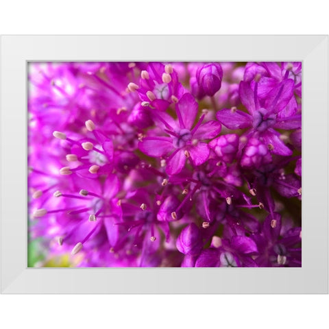 Purple Cluster III White Modern Wood Framed Art Print by Grayscale