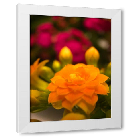 Yellow Blooms V White Modern Wood Framed Art Print by Grayscale