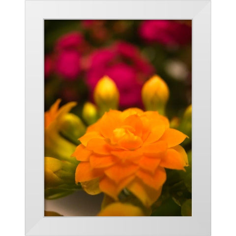 Yellow Blooms V White Modern Wood Framed Art Print by Grayscale