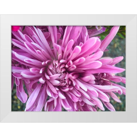 Pink Flowers I White Modern Wood Framed Art Print by Grayscale