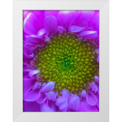 Flower Center I White Modern Wood Framed Art Print by Grayscale