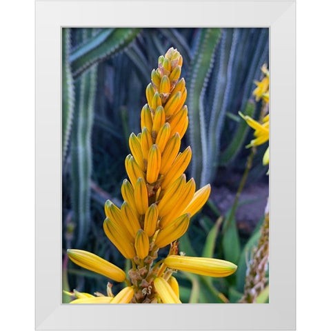 Aloe Blooms II White Modern Wood Framed Art Print by Grayscale