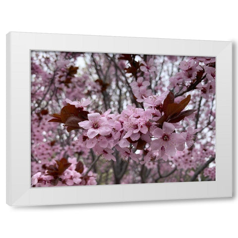 Cherry Blossoms I White Modern Wood Framed Art Print by Grayscale