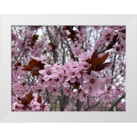 Cherry Blossoms I White Modern Wood Framed Art Print by Grayscale