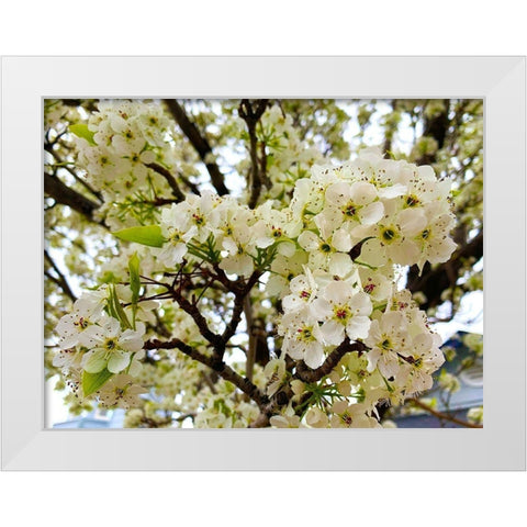 Pear Blossoms I White Modern Wood Framed Art Print by Grayscale
