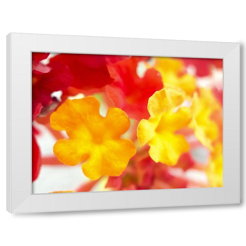 Lantana VI White Modern Wood Framed Art Print by Grayscale