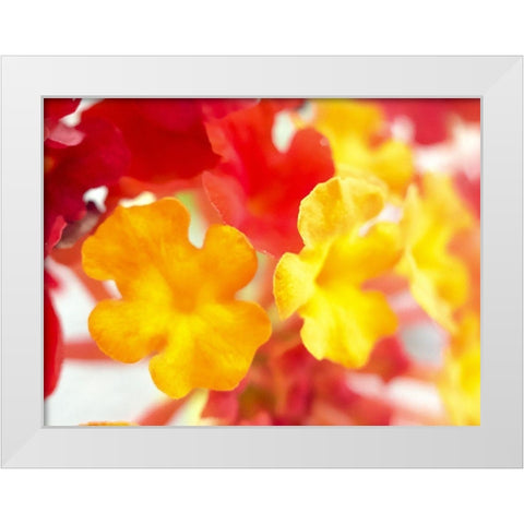 Lantana VI White Modern Wood Framed Art Print by Grayscale
