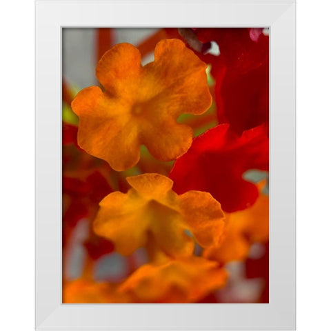 Lantana VII White Modern Wood Framed Art Print by Grayscale