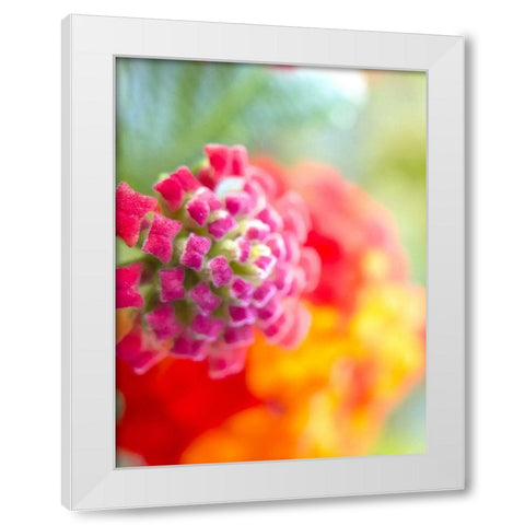 Lantana VIII White Modern Wood Framed Art Print by Grayscale