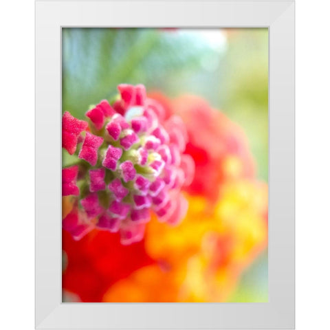 Lantana VIII White Modern Wood Framed Art Print by Grayscale