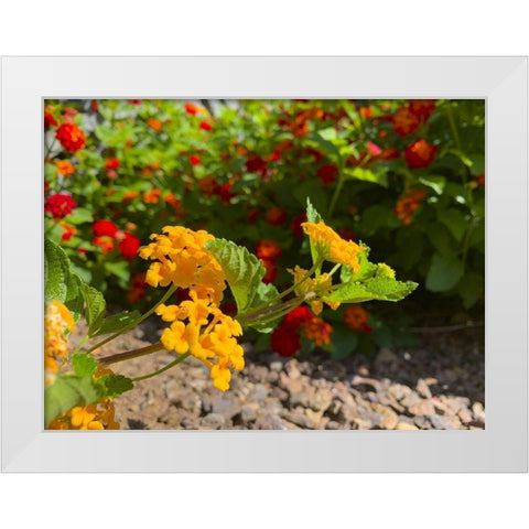 Lantana IX White Modern Wood Framed Art Print by Grayscale