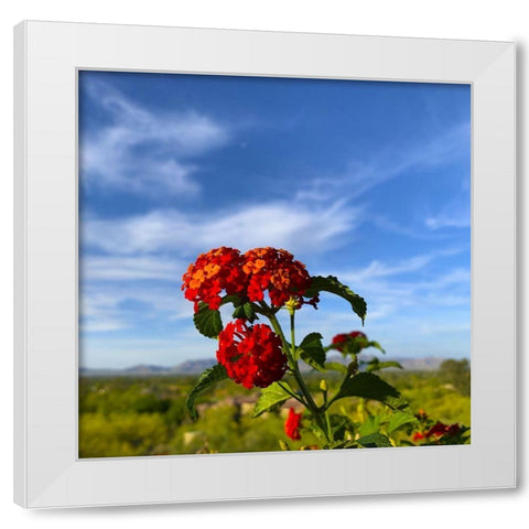 Lantana X White Modern Wood Framed Art Print by Grayscale