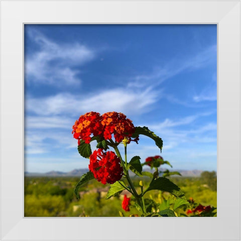 Lantana X White Modern Wood Framed Art Print by Grayscale