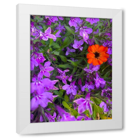 Flower Spot I White Modern Wood Framed Art Print by Grayscale