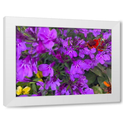 Flower Spot II White Modern Wood Framed Art Print by Grayscale