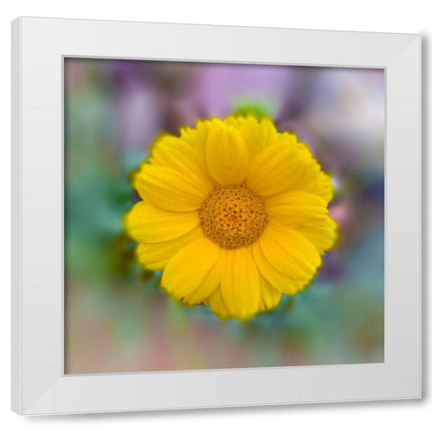 Baby Sunflower White Modern Wood Framed Art Print by Grayscale