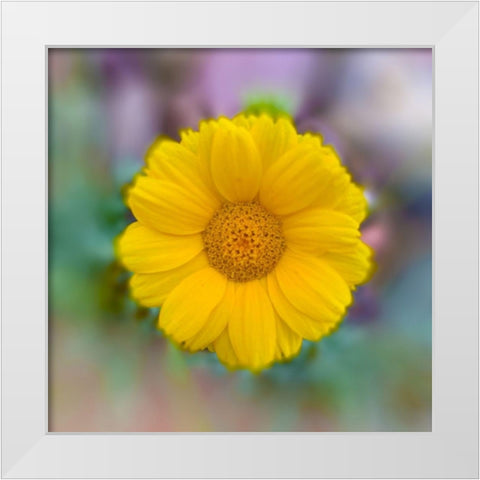 Baby Sunflower White Modern Wood Framed Art Print by Grayscale