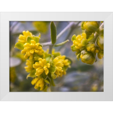 Yellow Buds I White Modern Wood Framed Art Print by Grayscale