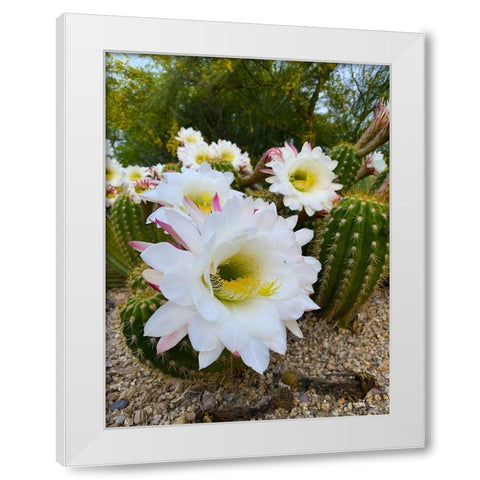 Cactus Flower IV White Modern Wood Framed Art Print by Grayscale