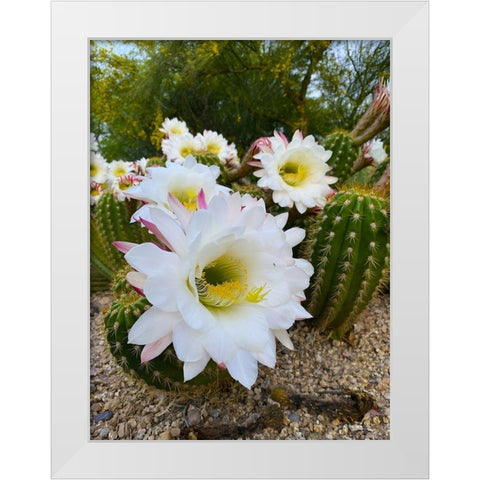 Cactus Flower IV White Modern Wood Framed Art Print by Grayscale