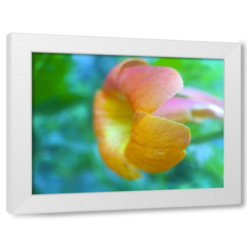 Cactus Flower VI White Modern Wood Framed Art Print by Grayscale