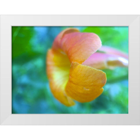 Cactus Flower VI White Modern Wood Framed Art Print by Grayscale