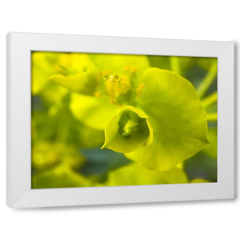 Green Flower II White Modern Wood Framed Art Print by Grayscale