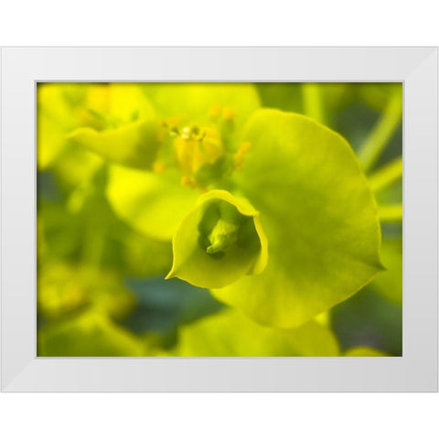 Green Flower II White Modern Wood Framed Art Print by Grayscale