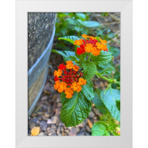 Lantana XII White Modern Wood Framed Art Print by Grayscale