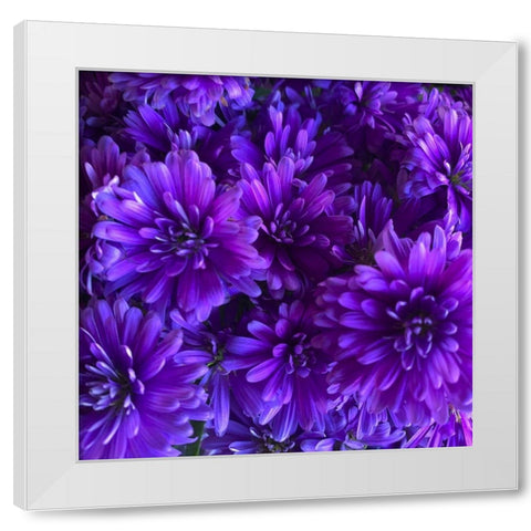 Purple Bloom III White Modern Wood Framed Art Print by Grayscale