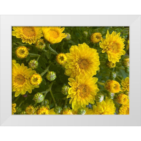 Yellow Blooms VII White Modern Wood Framed Art Print by Grayscale